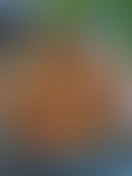 Kichererbsen Curry mit Baby Spinat und Joghurt Sauce