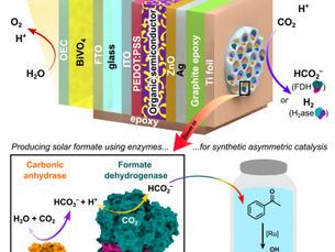 Photosynthesis to Electricity