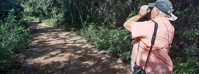 Birding in the yucatan Chankom