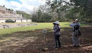 Birding in the Yucatan Peninsula