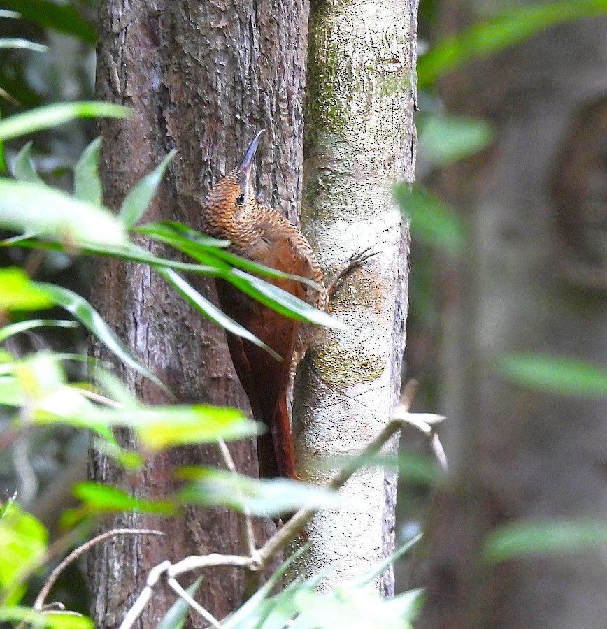 Northern Barred-woodcreeper