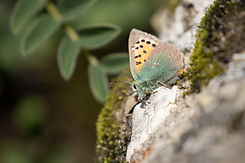 IMG_8380-DeNoiseAI-denoise.jpg