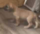 Cooper 2.jpeg