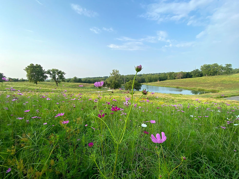 Wildflowers at Westory Farms