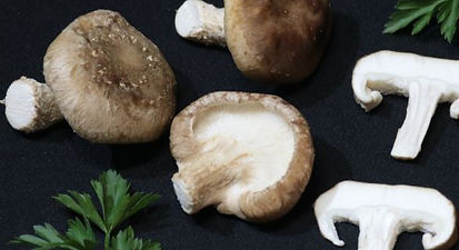 Shitake.JPG