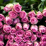 roses-in-pink-1920x1080-wallpaper.jpg