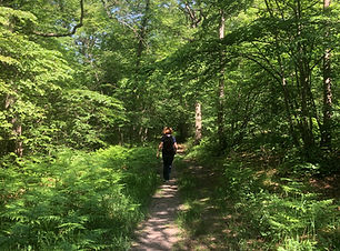 Marche en forêt dans l'Oise au printemps