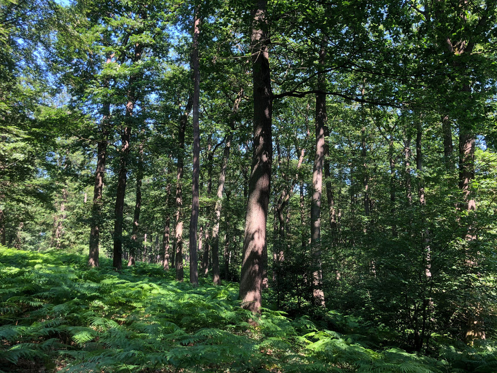 Marche en forêt dans l'Oise parmi hêtres et fougères