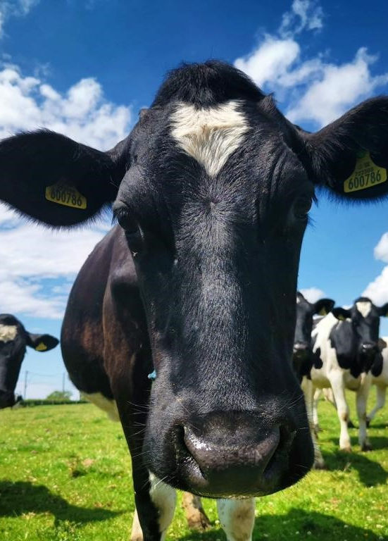 About Us The Milk Hut