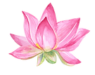 Lotus3.png
