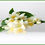 Thumbnail: Jasmine Essential Oil