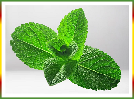 Thumbnail: Peppermint Essential Oil