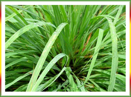 Thumbnail: Citronella Essential Oil