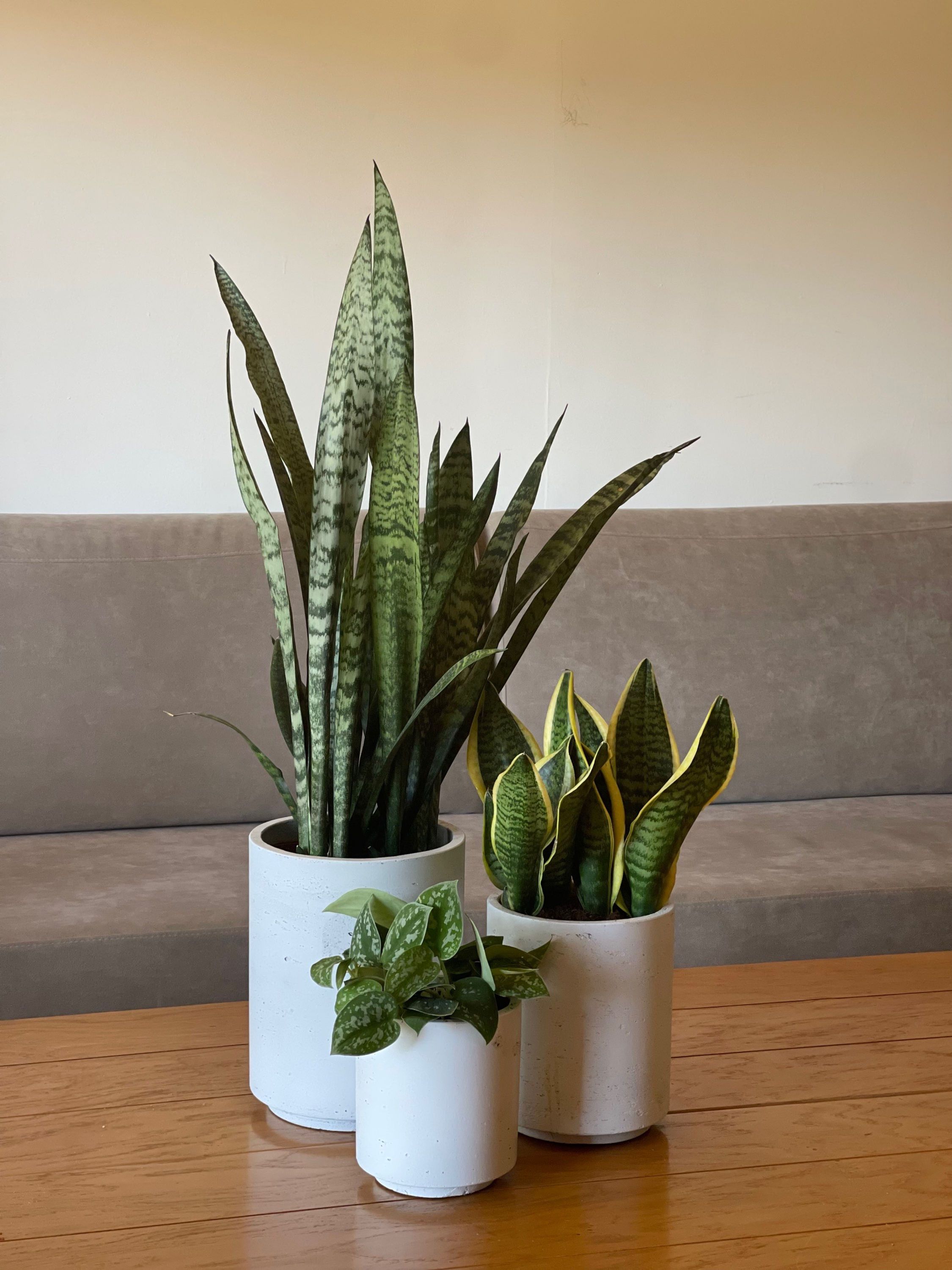  סט שלישיית כדי ניסוס, צרים - בעיצוב צמחייה