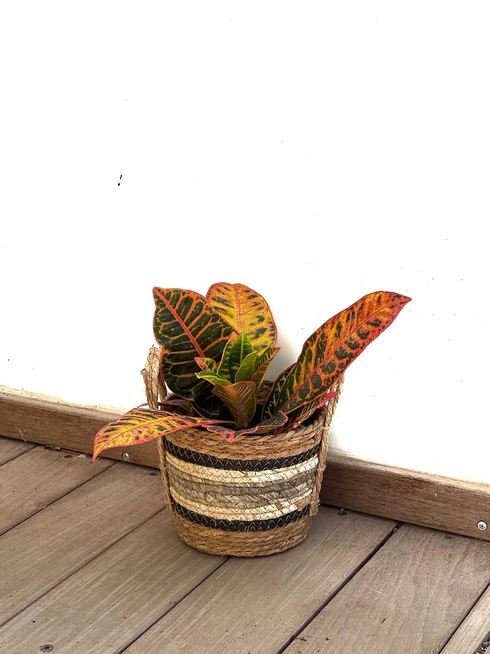 תמונה ממוזערת: סל קש אטלס, עם צמח לבחירה