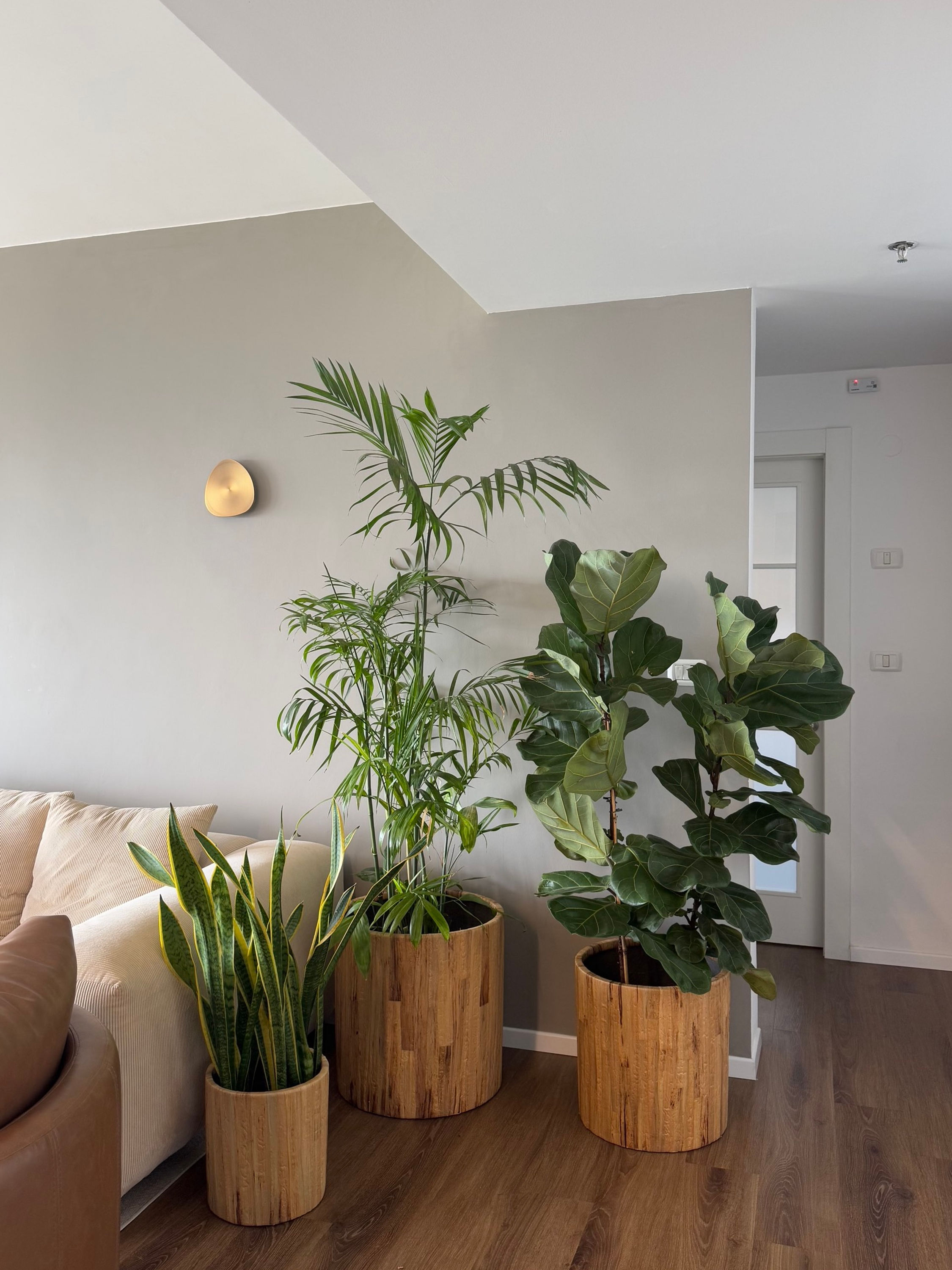 כד בטון, ציפוי במבוק - עם צמח טבעי לבחירה