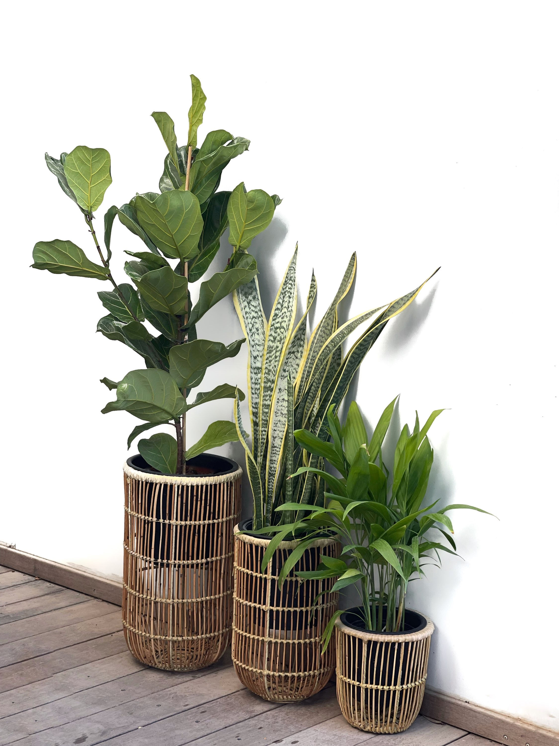 כדי, טיטניום עם צמח טבעי לבחירה