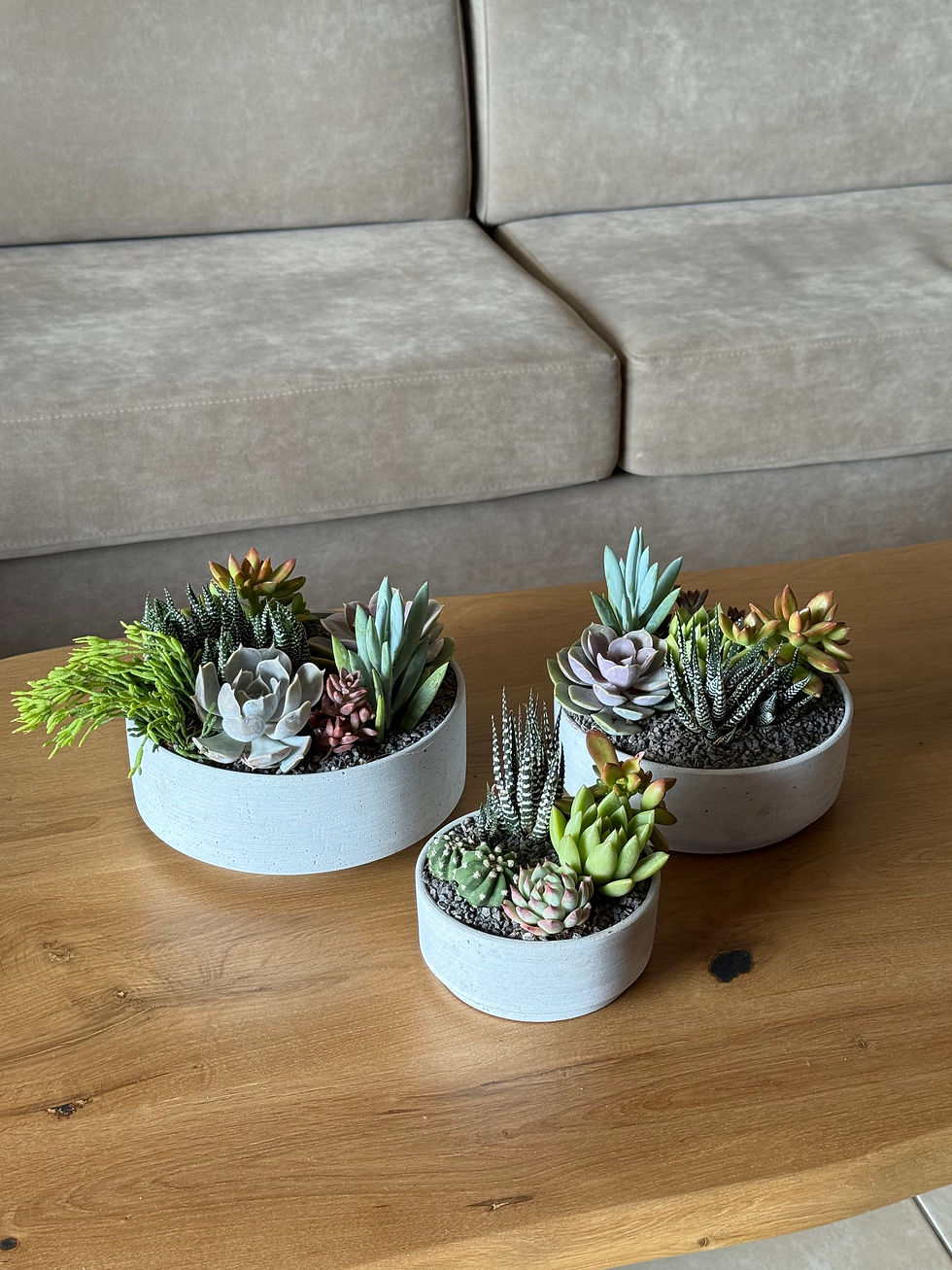 תמונה ממוזערת: קערת בטון, בעיצוב סוקולנטים ציבעוני 