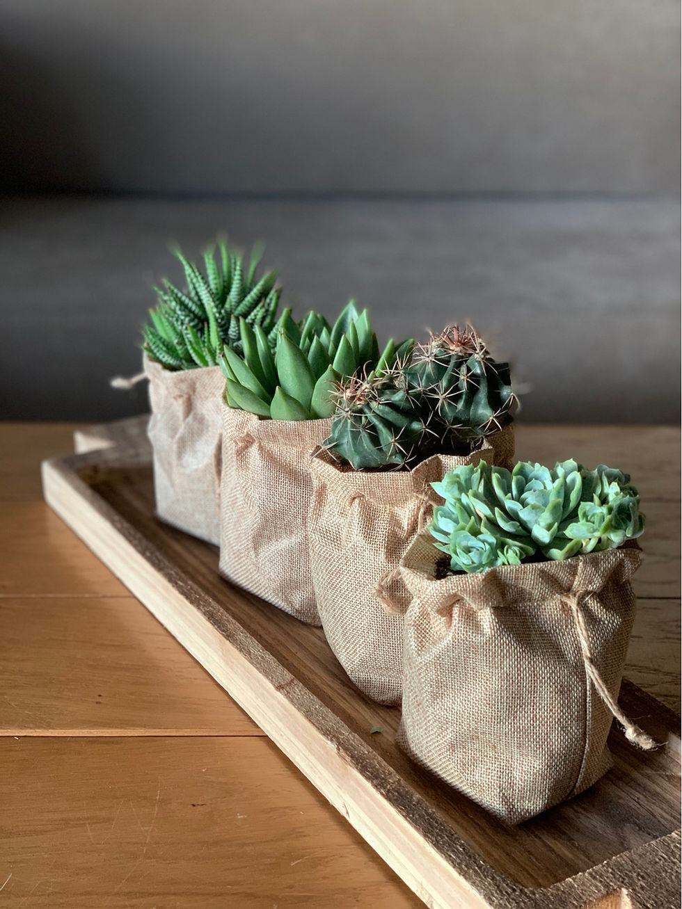 תמונה ממוזערת: סט 4 עציצי שק סוליס, בעיצוב קקטוסים וסוקולנטים