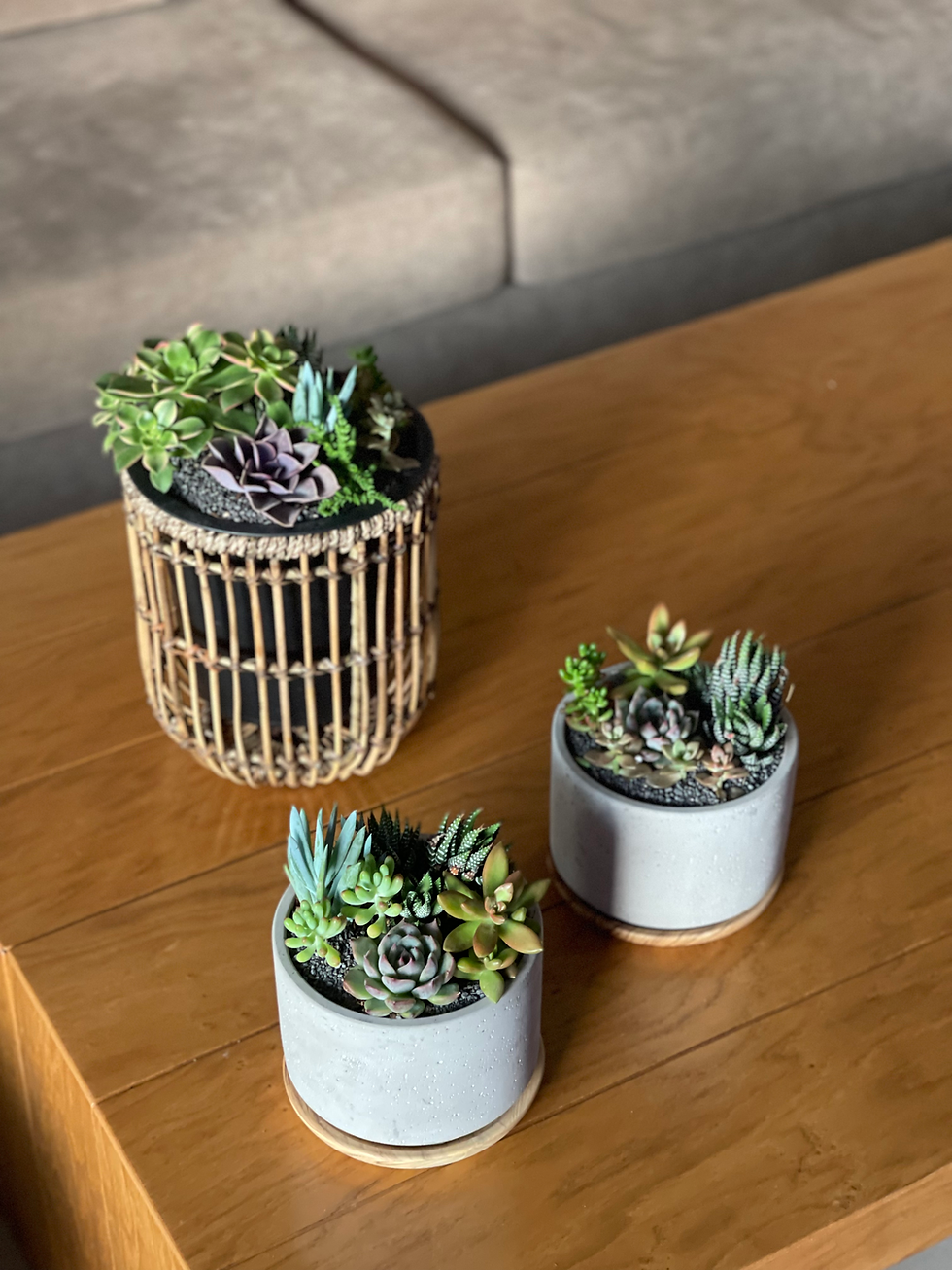 תמונה ממוזערת:  כד עץ במבוק, בשילוב מיקס סוקולנטים ציבעוני