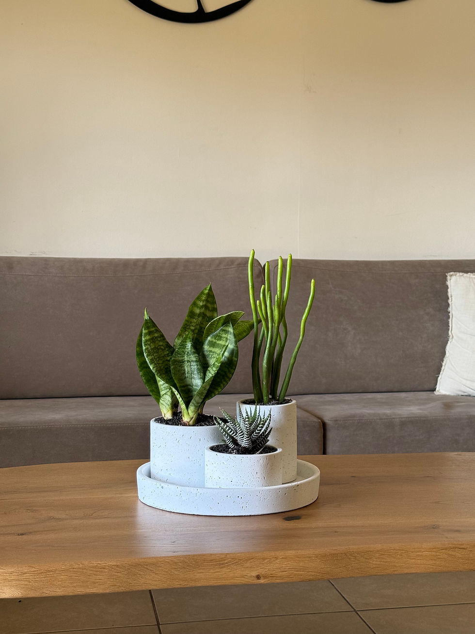 תמונה ממוזערת: סט 3 עציצי בטון על מגש, בעיצוב צמחיה