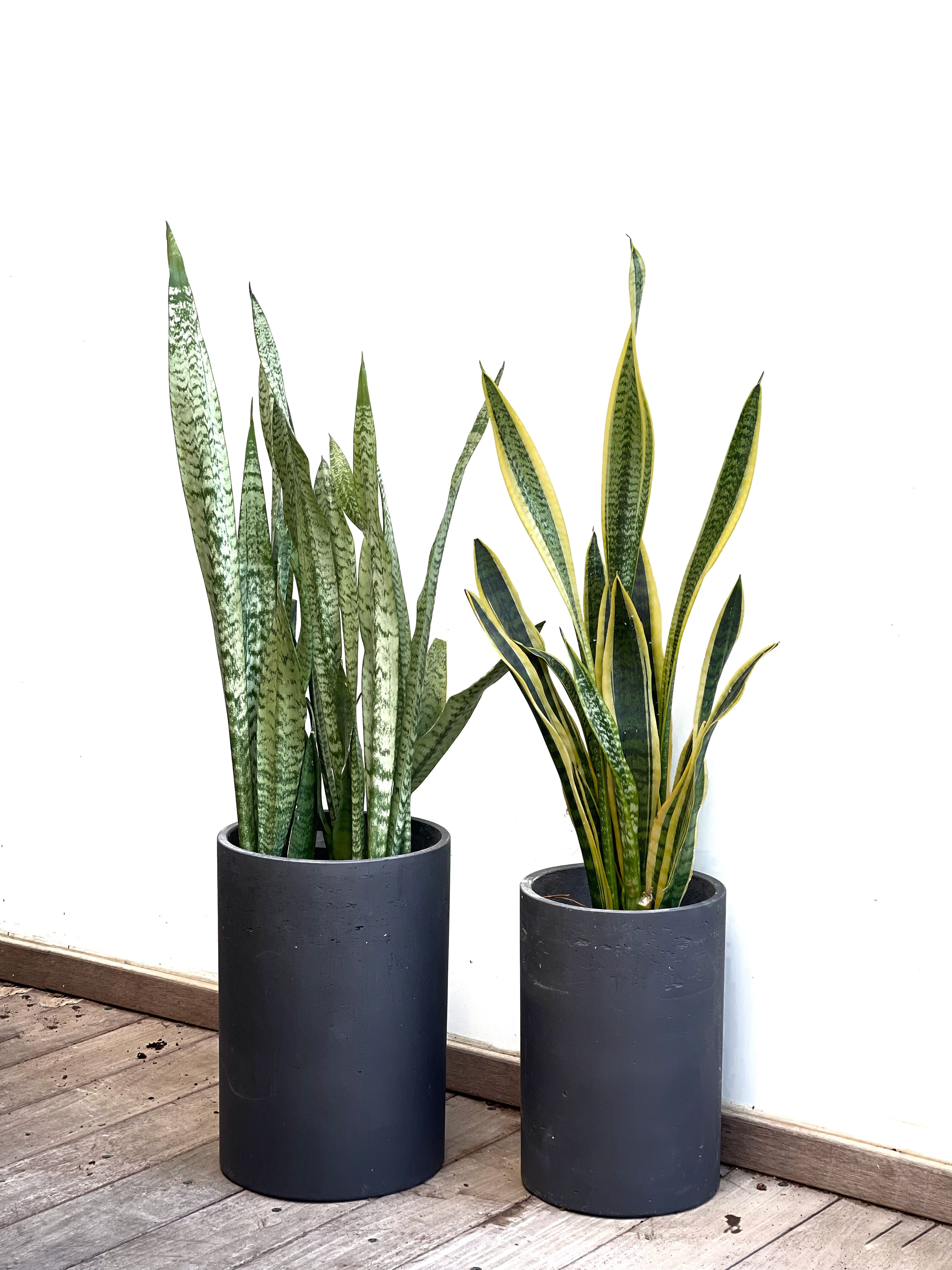  כד ניסוס ישר, אפור כהה - עם צמח טבעי לבחירה