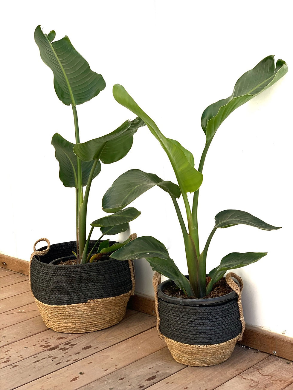 תמונה ממוזערת: סל קש, פלוטוס, צבע שחור עם צמח לבחירה