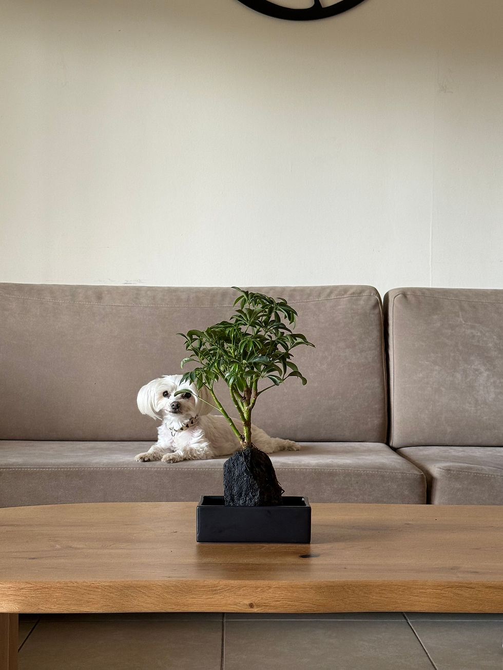 תמונה ממוזערת: בונסאי שיפלרה, באבן בזלת 