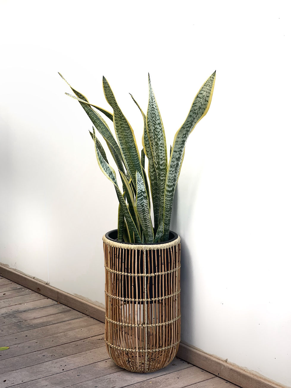 תמונה ממוזערת: כדי, טיטניום עם צמח טבעי לבחירה