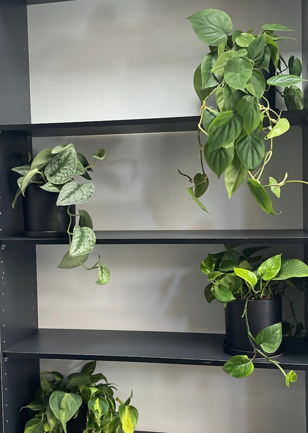 עציץ מוזה M, עם צמח לבחירה