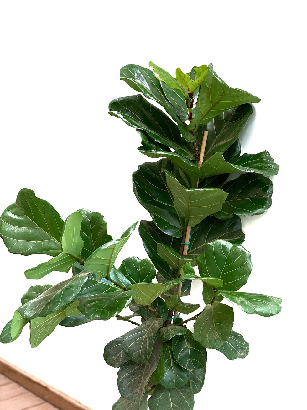 תמונה ממוזערת: פיקוס כינורי