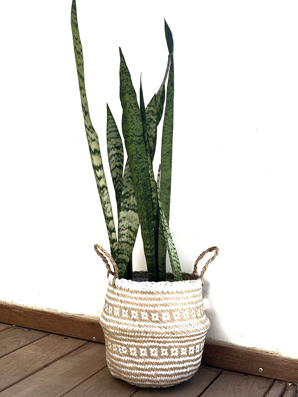 תמונה ממוזערת: סל פלוטו, דוגמת פסים עם צמח לבחירה