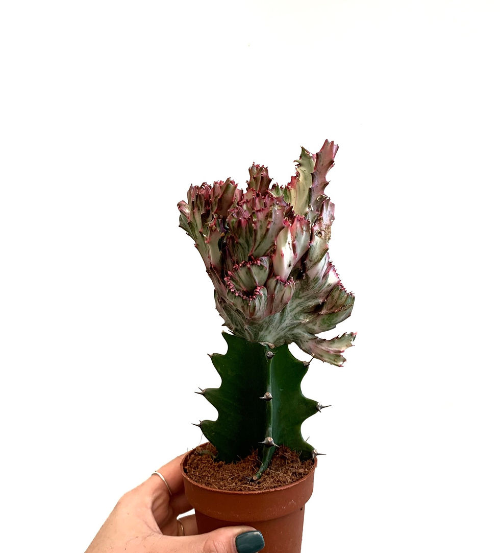 תמונה ממוזערת: קקטוס מורכב, ייבוא