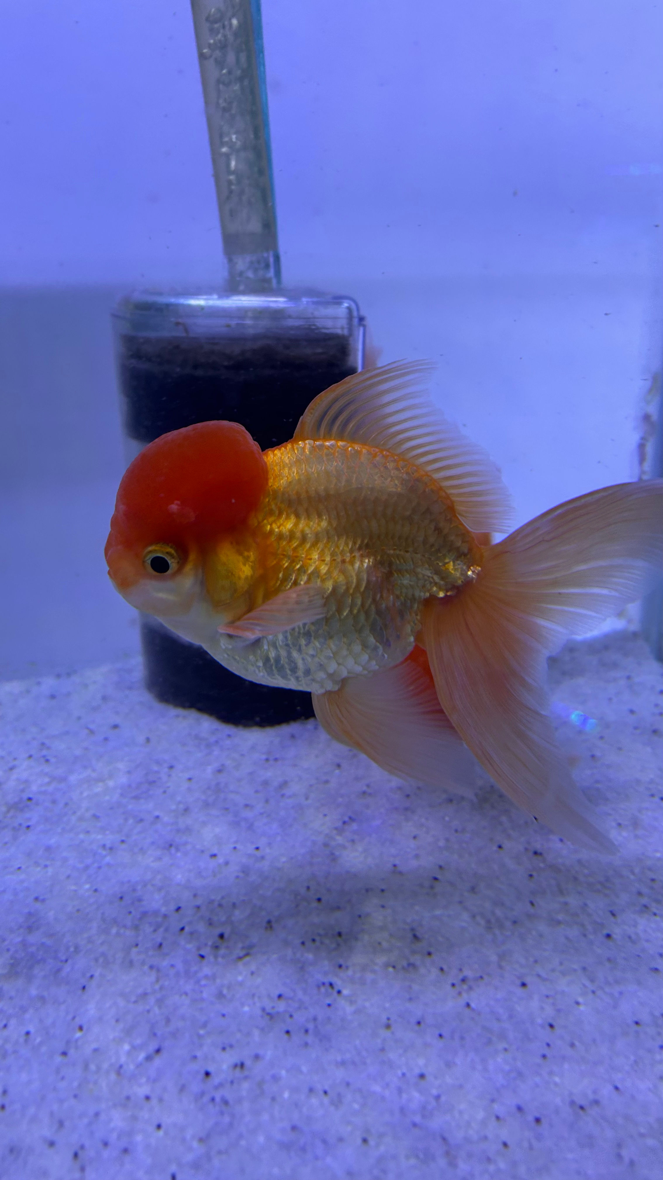 Orandas rojo XXL