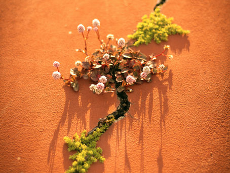 Why This Bloomed: A Personal Growth Journey Rooted in Joy
