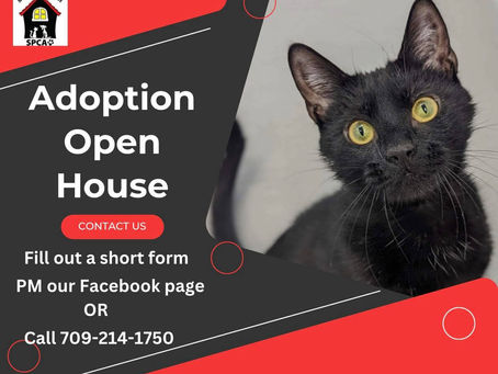 LOOKING TO MEET OUR CATS?
