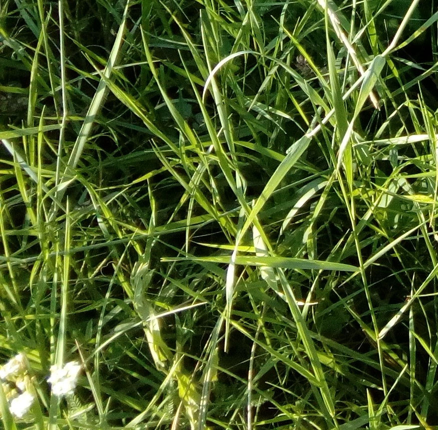 ree