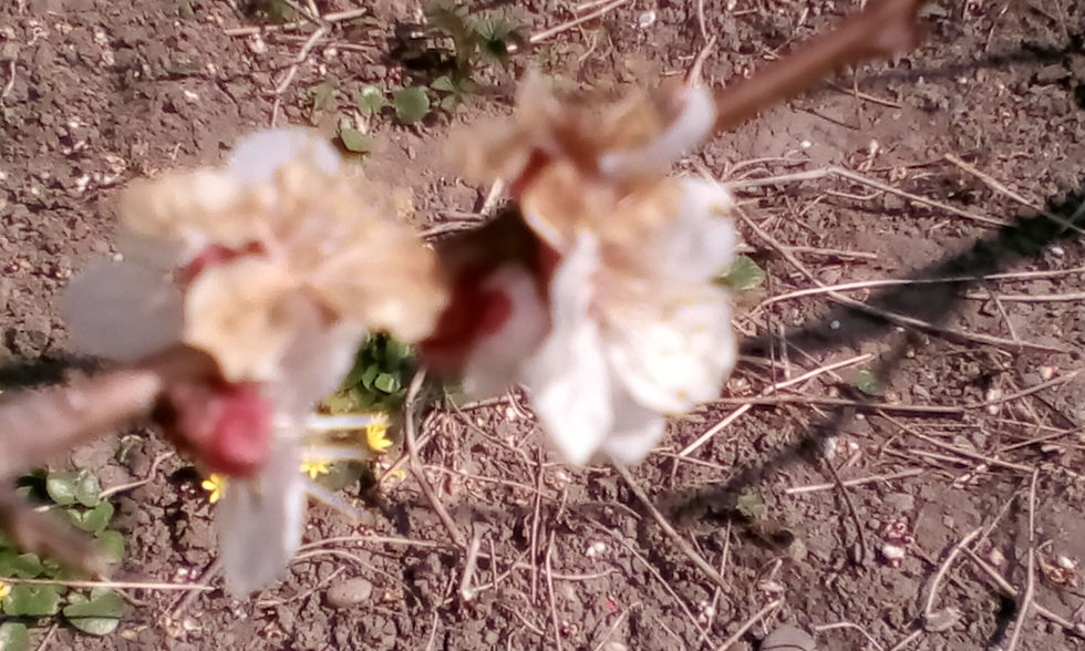 Today, frozen plant-loves are mourned. (2020)