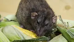 ratones_y_ratas_2199_4_600.webp