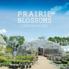 Prairie Blossoms Greenhouse Logo/Picture
