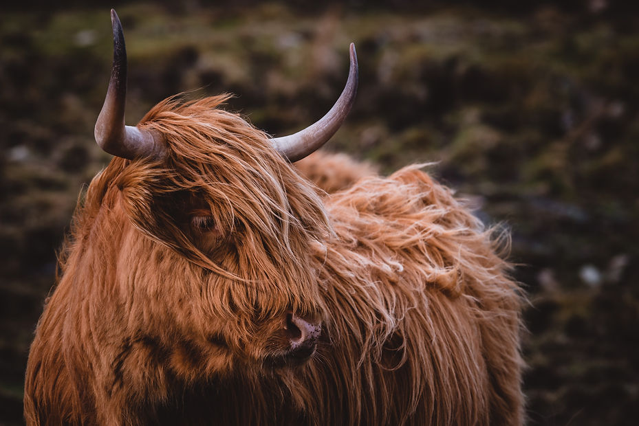 presetbase-lightroom-presets-hy2UB5VuQo0-unsplash.jpg