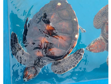 ★テストです★ PH-02-A3 「海亀の写真」