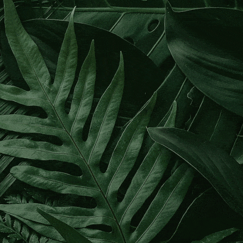 tua_brand_design_fernando_cartaxo.gif