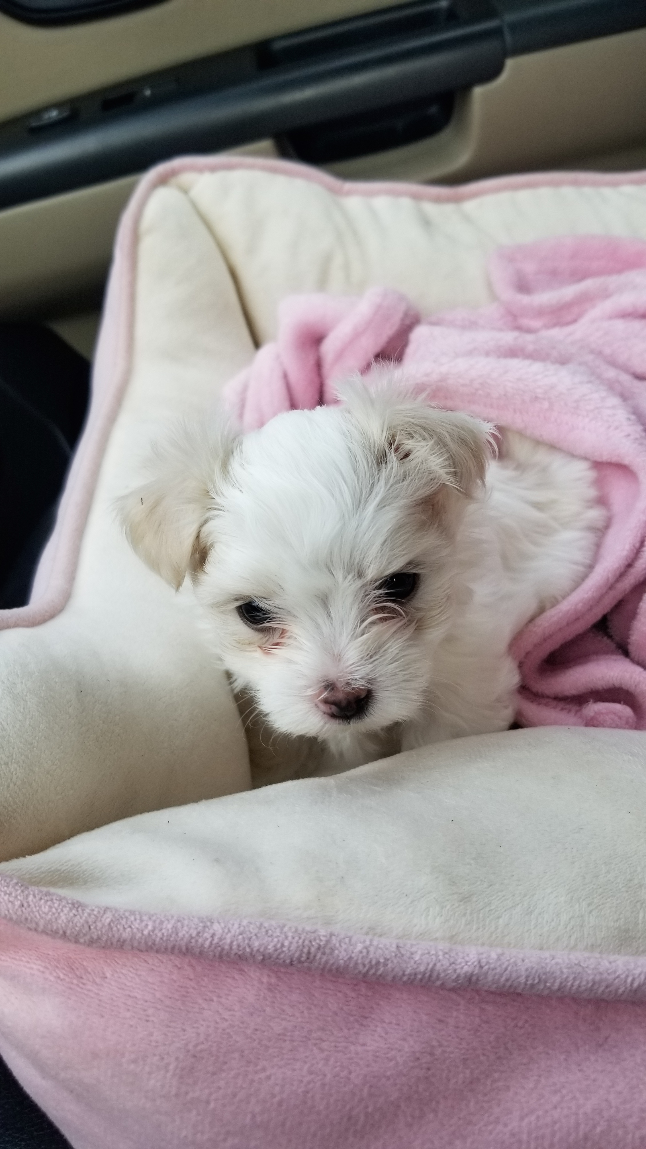 Daisy