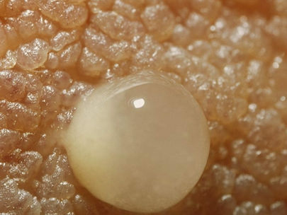 Πύαρ, Μεταβατίκο και Ώριμο Μητρικό Γάλα