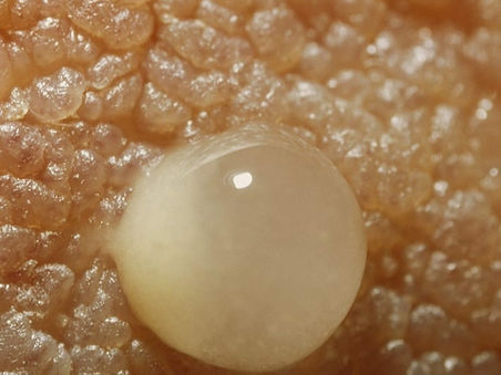 Πύαρ, Μεταβατίκο και Ώριμο Μητρικό Γάλα