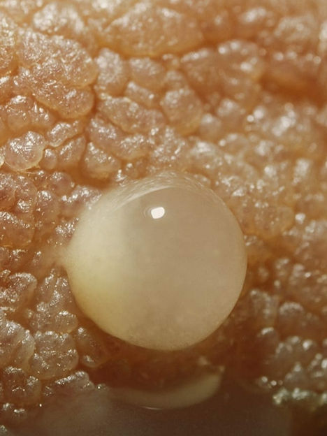 Πύαρ, Μεταβατίκο και Ώριμο Μητρικό Γάλα