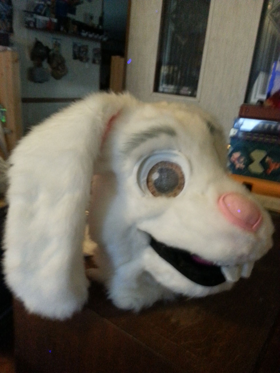 funny bunny (1).jpg