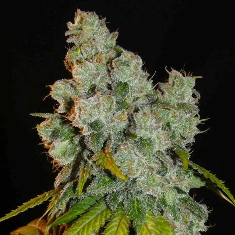 Afghan Lemon par Khalifa Genetics, graines de collection féminisée disponible chez Siddhartha Seeds