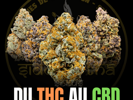 Du THC au CBD : vers un cannabis plus équilibré 